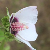 Hibiscus platanifolius (Willd.) Sweet